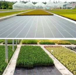 Agrotkanina Czarna 1100cm x 50m UV 135g Antychwastowa Agrowłóknina + Kotwy