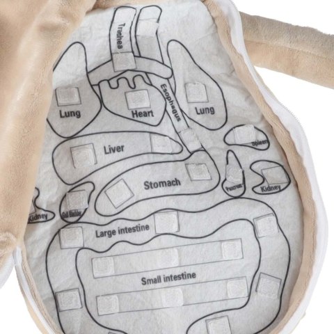 Lalka maskotka zabawka edukacyjna nauka anatomii chłopiec