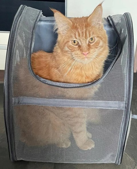 Transporter dla zwierząt Promis TT10